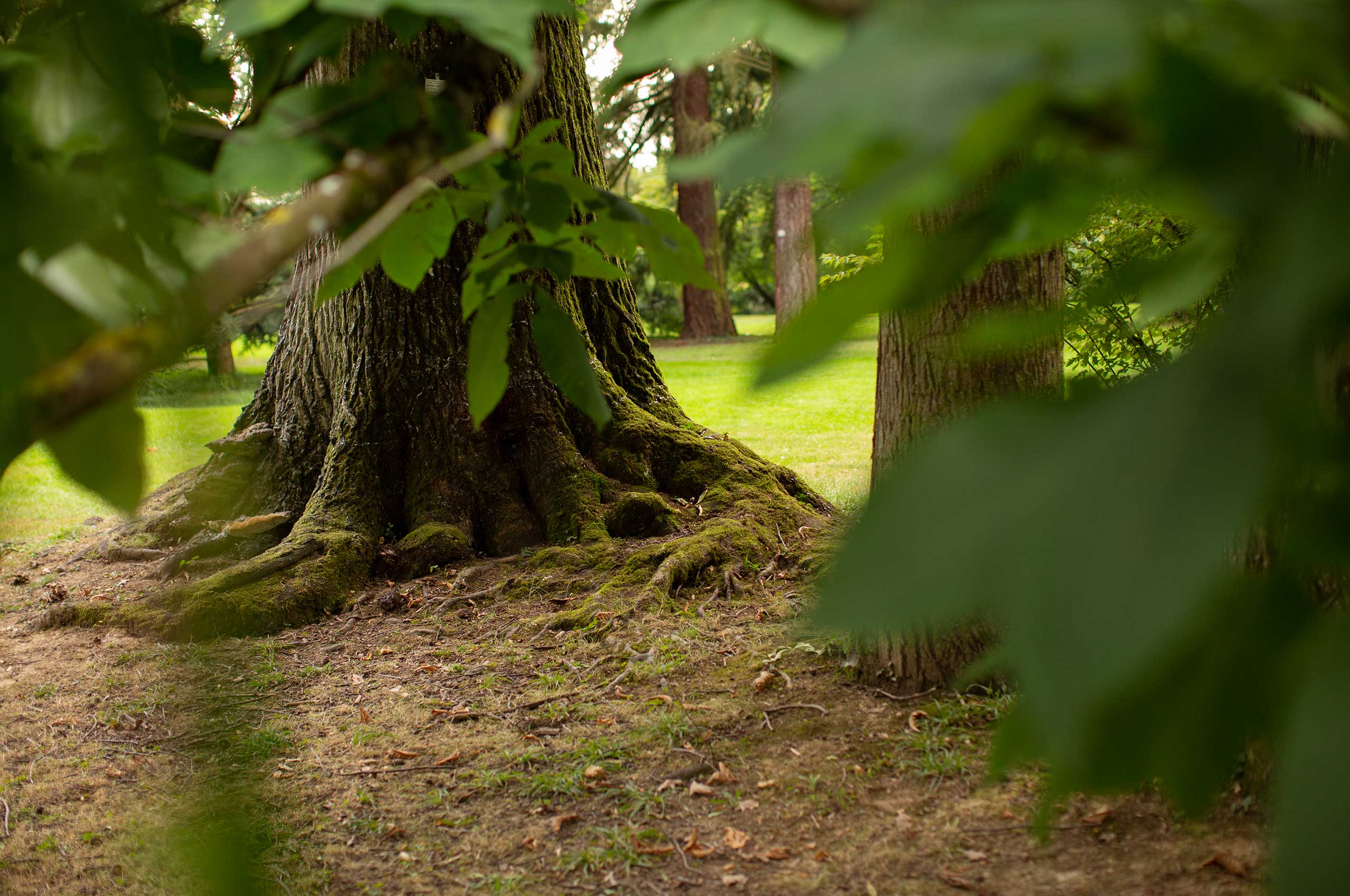Quercus rubra (Rot-Eiche) / Exotischer Park Hohenheim / Baden-Württemberg / Deutschland. Bild: cc Franziska Köppe | madiko