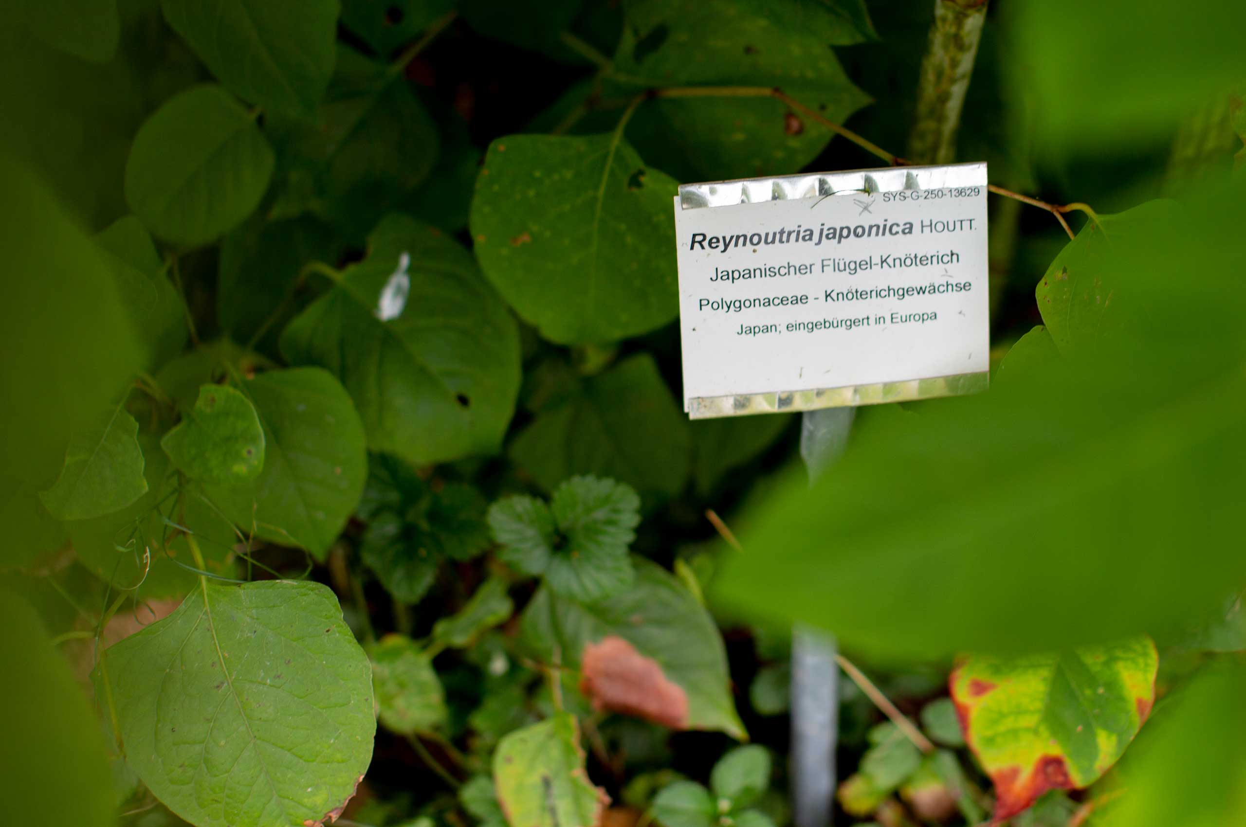 Reynoutria japonica (Japanischer Flügel-Knöterich) / Exotischer Park Hohenheim / Baden-Württemberg / Deutschland. Bild: cc Franziska Köppe | madiko