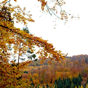 AUTOR: copy | TITLE: Deutschland / Baden-Württemberg: Bannwälder Steinriegelhang und Silbersandgrube / Schönbuch | DESCRIPTION: Herbstwanderung Schönbuch - Bannwald bei Bebenhausen - Walk to Talk & Gehspräch im Grünen
                        