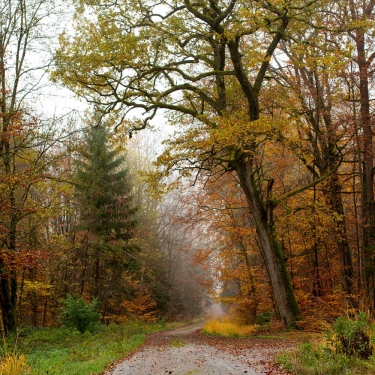 AUTOR: copy | TITLE: Herbstwanderung im Schönbuch bei Nebel / Baden-Württemberg / Deutschland | DESCRIPTION: Schönbuch - Waldweg
                        